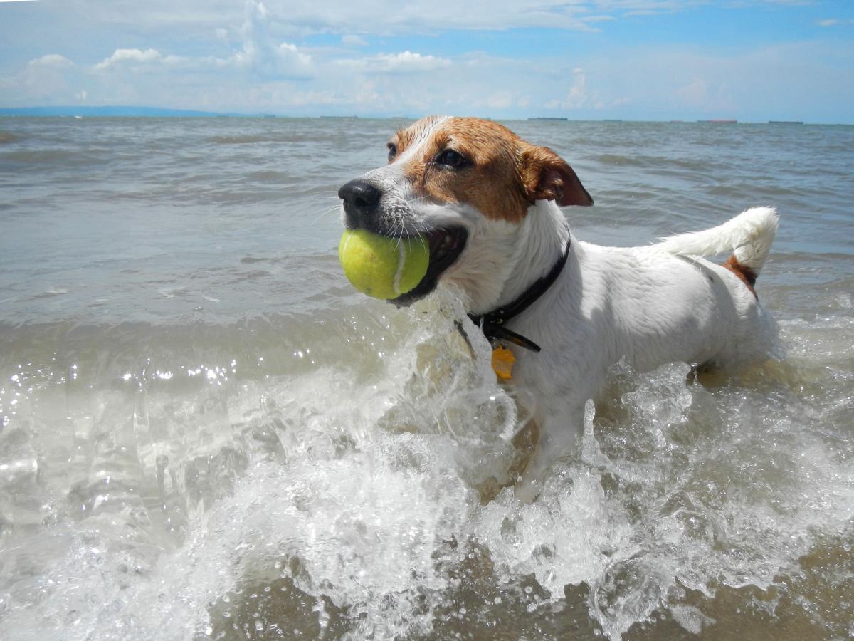 7 Tips For a Safe and Fun Dog Day at the Beach