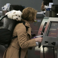 Top US Pet Friendly Airports