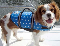 Boating with Your Pet
