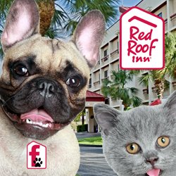 Pet Friendly Red Roof Inn
