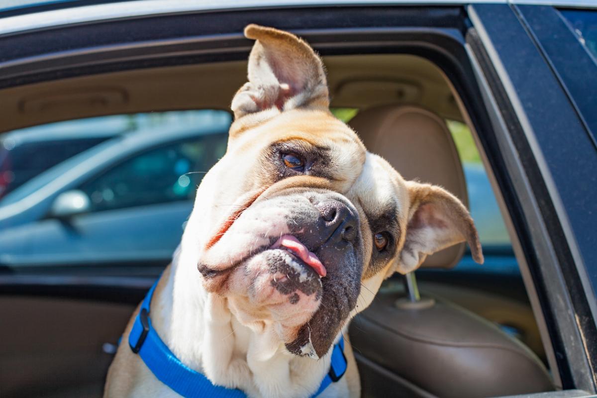 How to  Curb Car Sickness in Puppies and Dogs