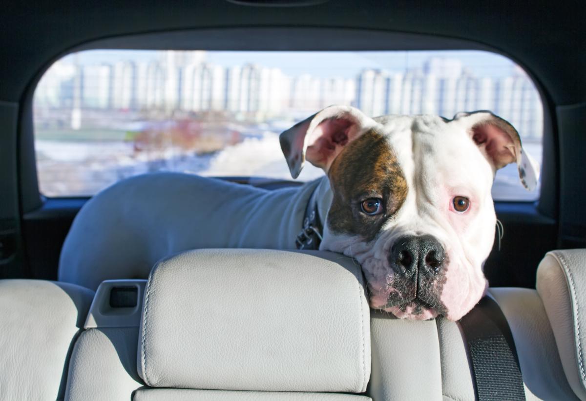 Unique Ways to Remove Dog Hari from Car Seats