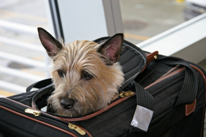 Pet Friendly Hotels and Travel