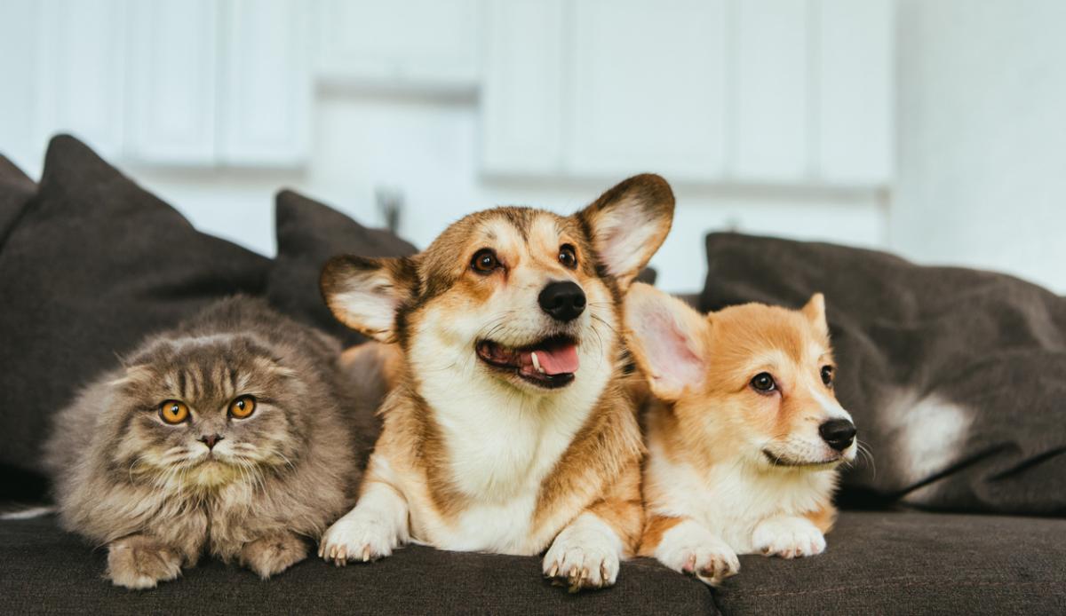 Planning a Move? Be Sure Your Pet is Prepared
