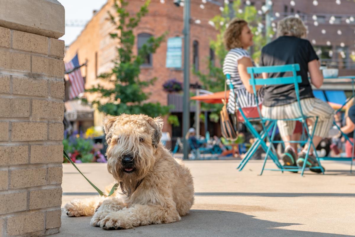 City Tails: Prepping for an Urban Pet Adventure