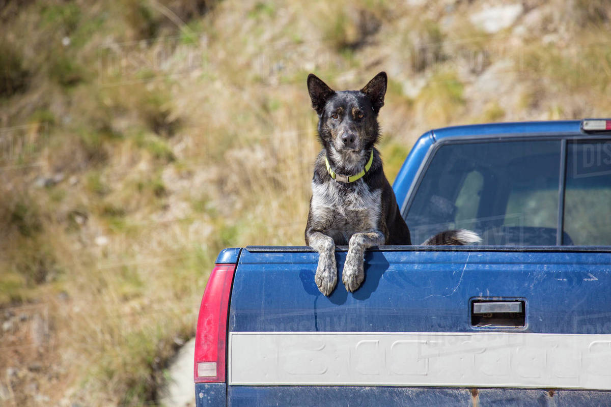 Dangers of Dogs Riding in Truck Beds