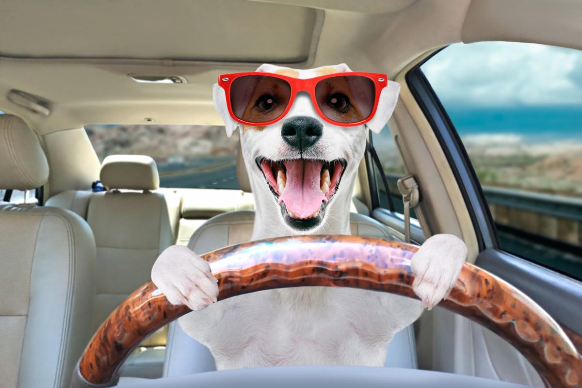 Roadtrip with Your Pet in 4 Easy Steps