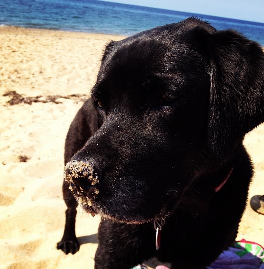 Pet Friendly Beaches in Provincetown