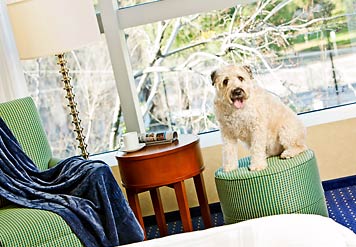 Pet Friendly Hotels San Jose Marriott