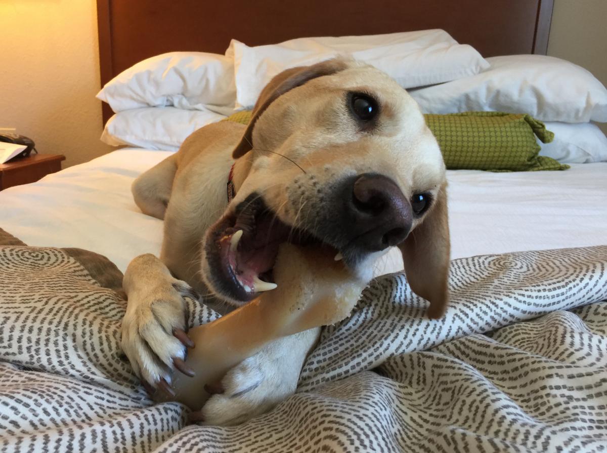 Hotels with Pet Programs