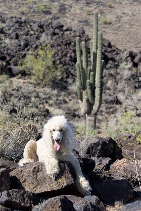 10 Unique Pet Friendly Day Trips in Arizona