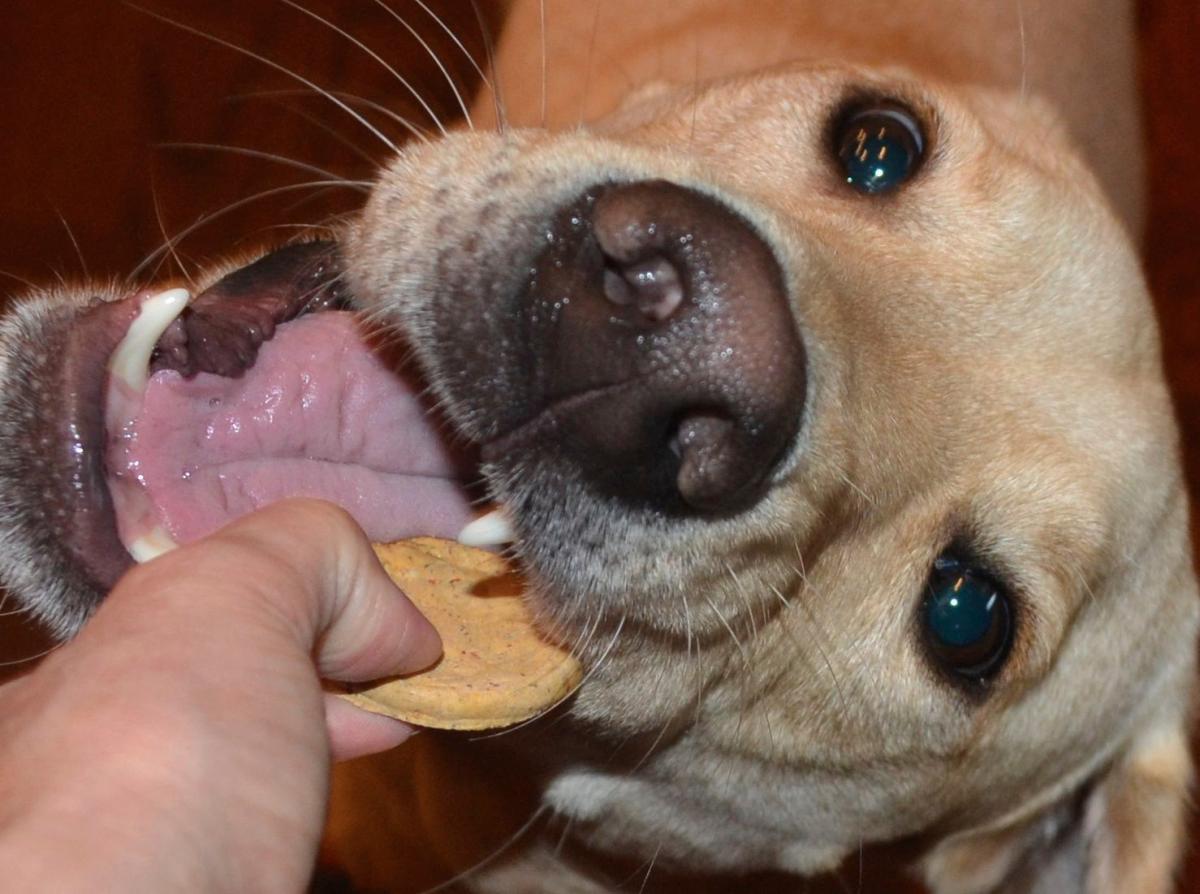 Gluten Free Dog Treats