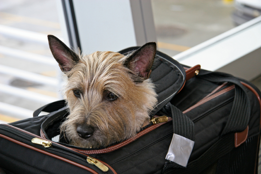 Cost of Pet Travel