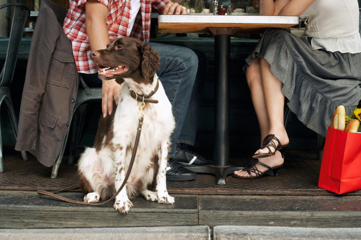 Do's and Don'ts for Dining wth Your Dog
