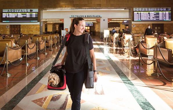 Jet-Set Paws: Choosing the Right Pet Carrier for Air Travel