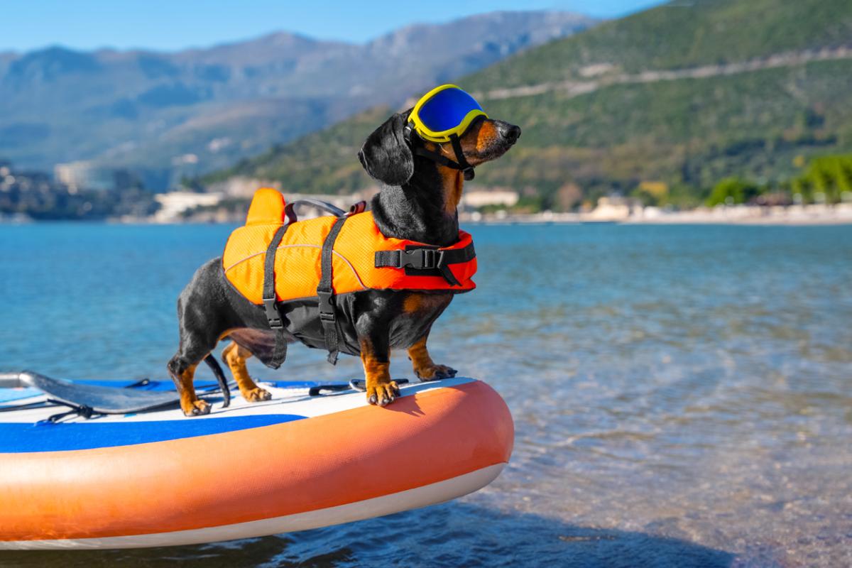 Off the Beaten Path: Sniffing Out Hidden Dog-Friendly Travel Gems