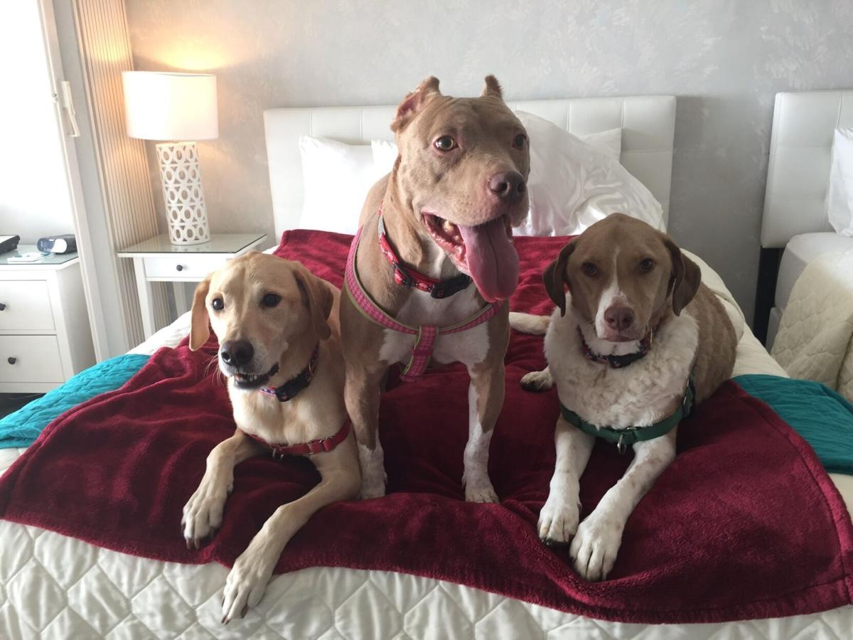 Find pet-friendly accommodations for your whole crew