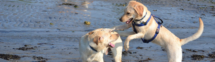  Pet Friendly Beaches in New Jersey