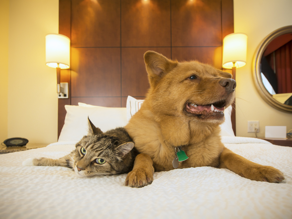 Top 5 Favorite Pet-Friendly Accommodations for for Affordable and Reliable Last Minute Stays