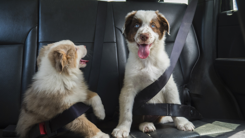 Finding a Pet-Friendly Vehicle