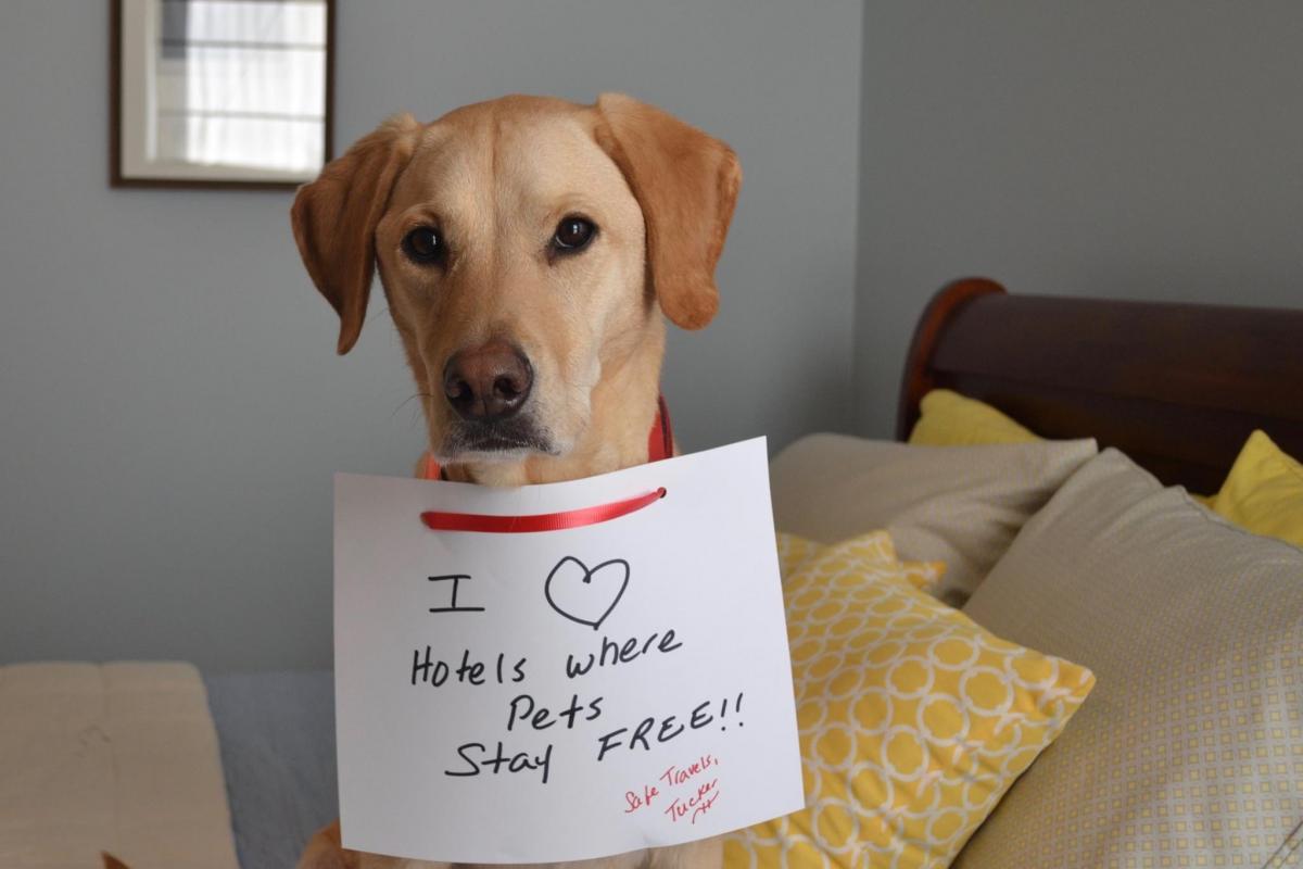 Dogs Stay Free at These Hotels