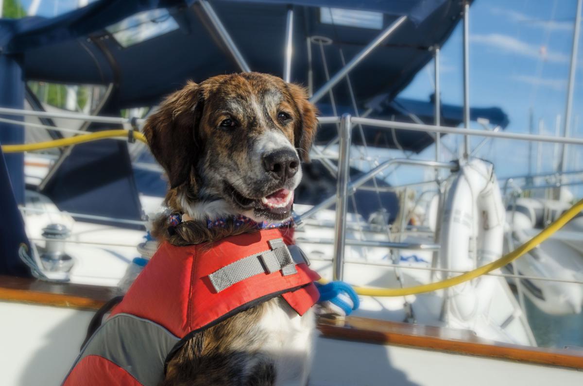 Tips for Safe Boating with Your Pet