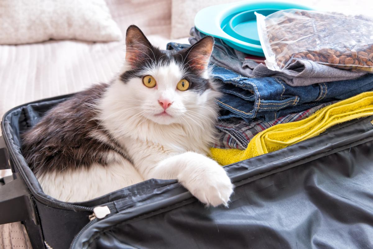 Have Cat, Will Travel: Why your favorite feline may be a purr-fect travel companion