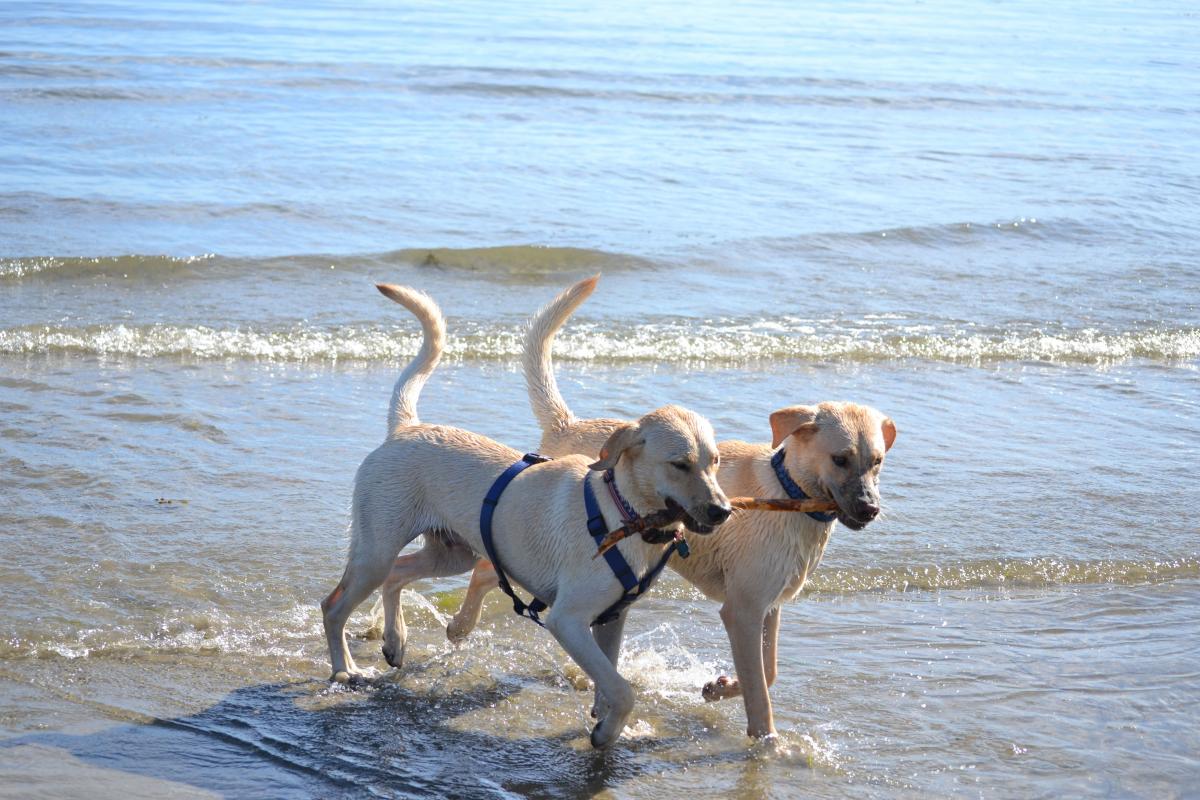 Tucker Talks With Victory Beach Vacations | TripsWithPets.com