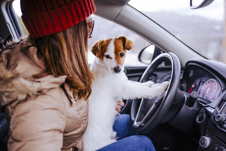 Driving with Pets in Lap