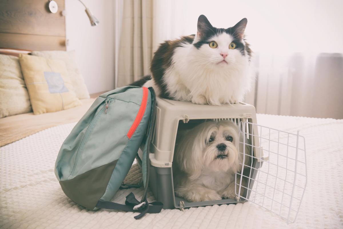 Searching for a pet-friendly hotel? 6 things to know before you book