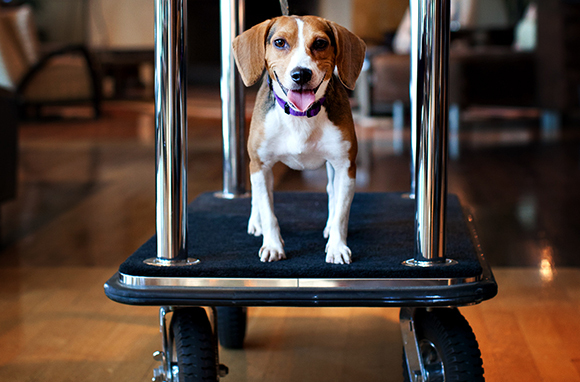 9 of Virginia's Most Pet-Friendly Hotels