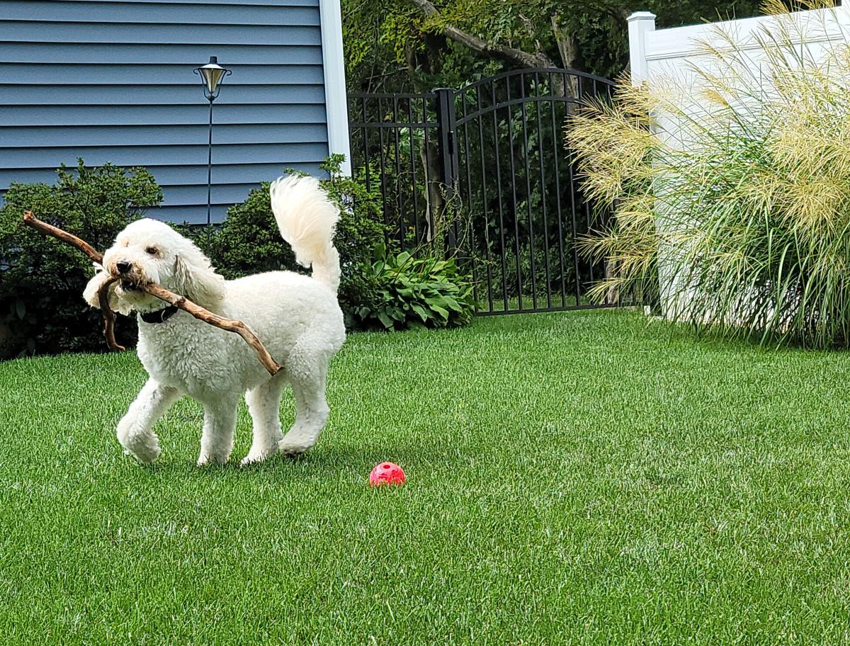 Healthy Lawn, Healthy Pet . . . Can You Have Both? 