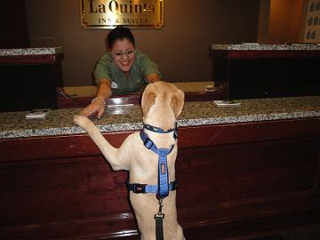 Tucker Checking In at La Quinta-Where Pets Stay Free