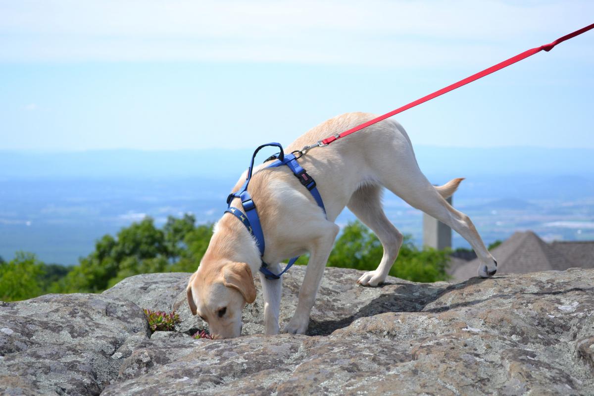Top 5 Tips for Hiking with Your Dog