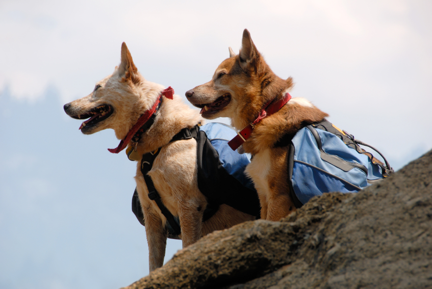 Top 5 Tips for Hiking with Your Dog