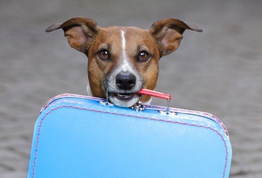 9 Pet-Friendly Hotel Chains