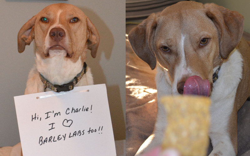Charlie Loves Barley Labs