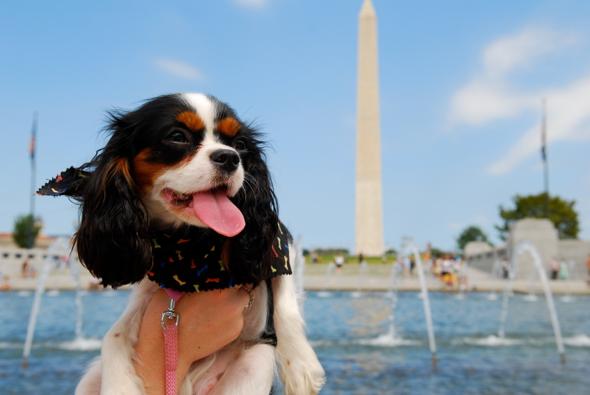 Top 8 Pet Friendly U.S. Cities to Explore With Your Pet