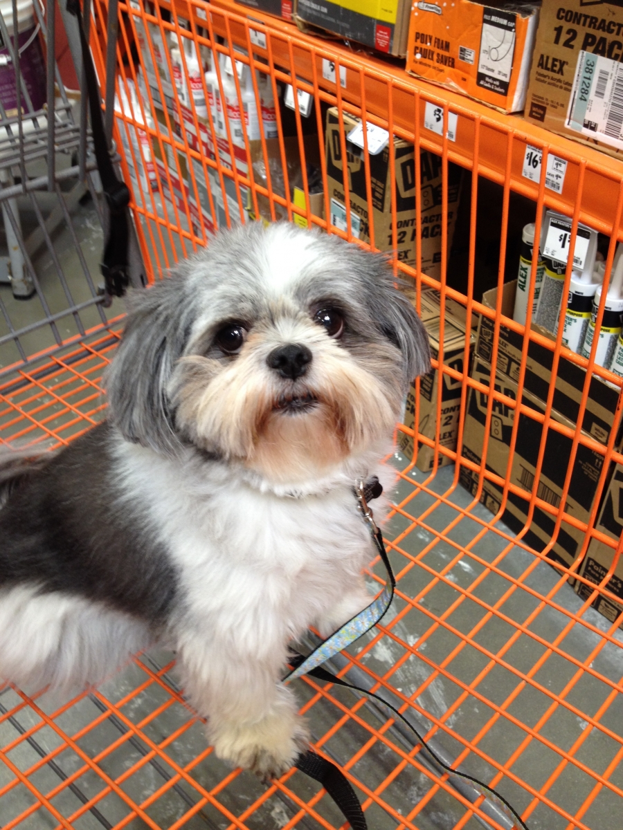 Shopping With Your Shih Tzu Surprising Chain Stores That Allow Pets 