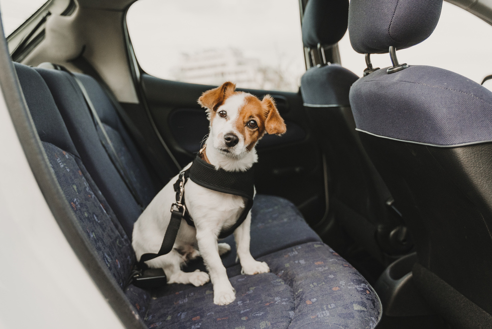 Buckle up your pup? Yes, of course