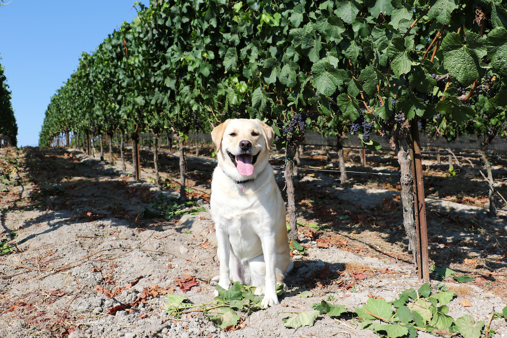Dog Friendly Wineries