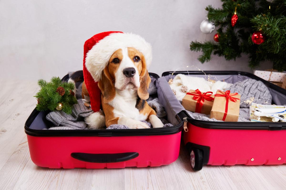 Holiday Havoc?: Opting for Pet-Friendly Hotels Instead of Granny’s Holiday Hubbub