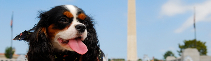  Pet Friendly  Attractions in United States