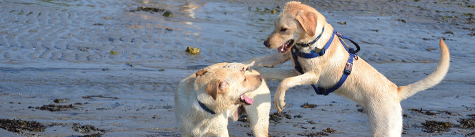  Pet Friendly  Beaches in Canada