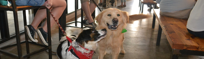  Dog Friendly Breweries in Denton, Texas