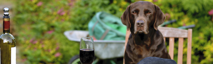  Pet Friendly  Wineries in United States