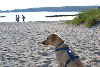 are dogs allowed on beaches in maine