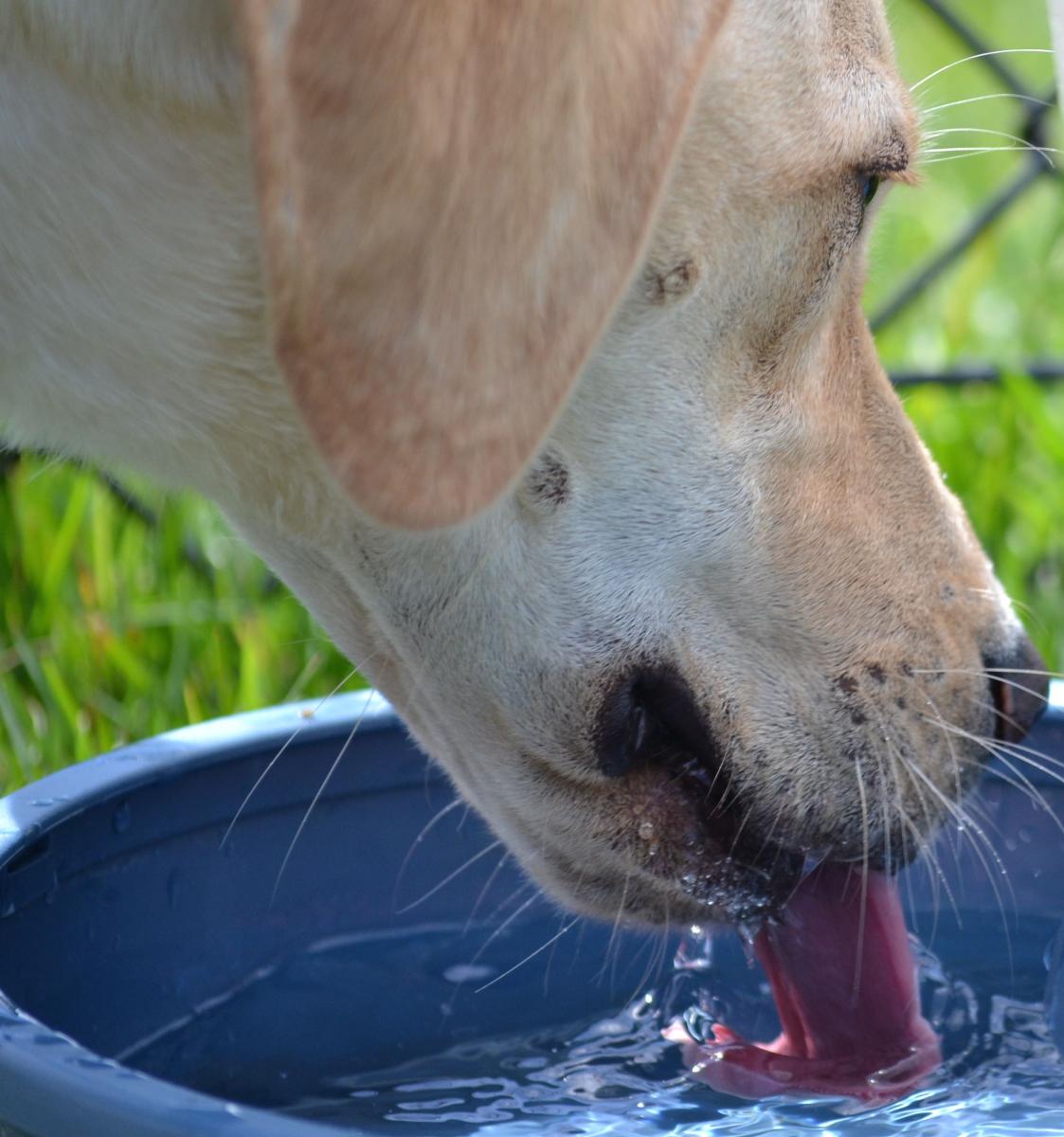 does dog need water for hiking