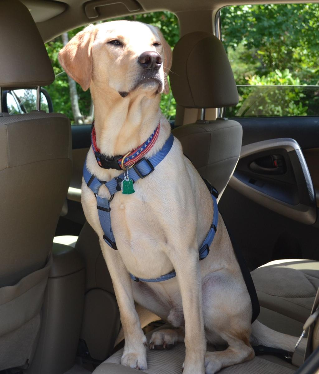 how to take dog hair out of car seats