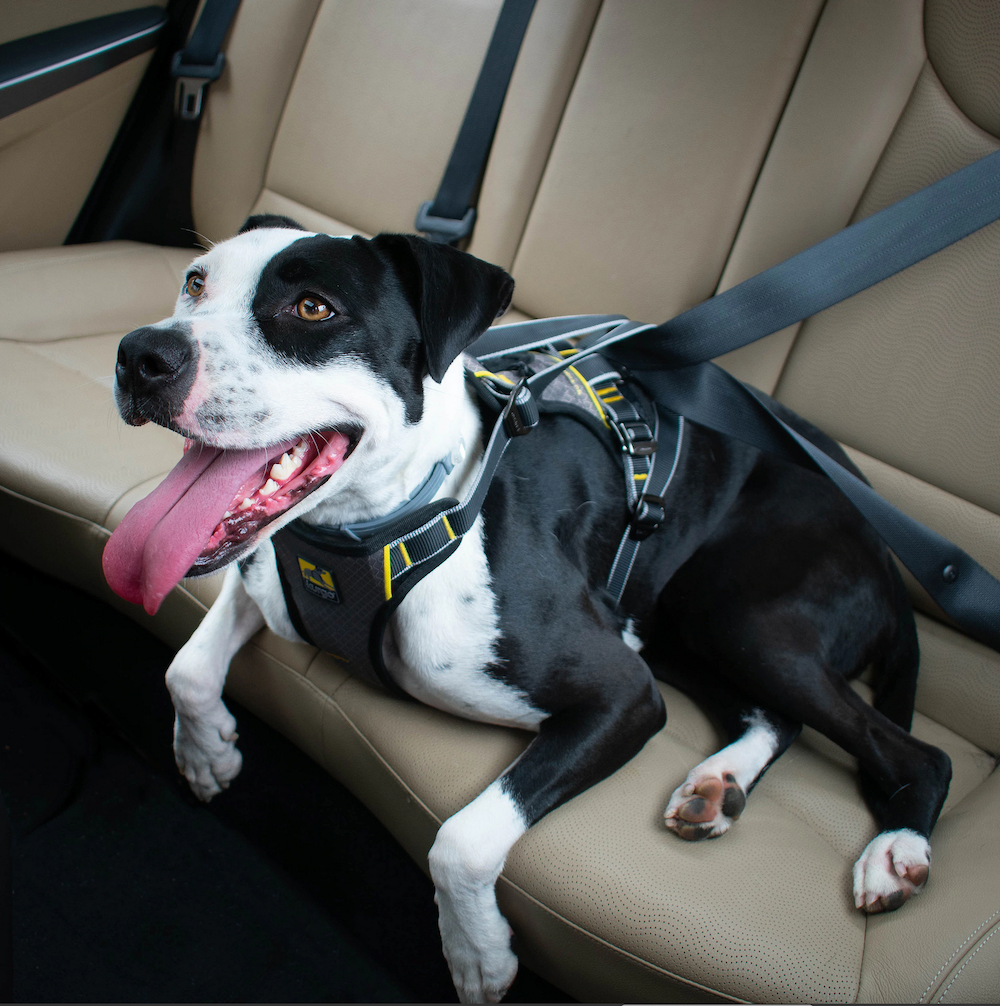 Kurgo vehicle safety outlet harness for dogs